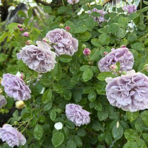 バラ,花のある暮らし,美しいバラ,バラを楽しむ,今日のお花の画像