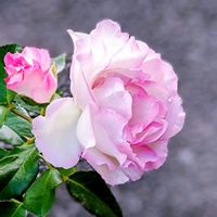バラ,美しい,綺麗〜❤️,綺麗✨,ばら バラ 薔薇の画像
