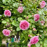 バラ,花のある暮らし,今日のお花,都立神代植物公園,平和を願う☆の画像