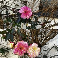 サザンカ,サザンカ,ナンテン,ナンテン,バラの画像