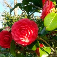 ツバキ,オトメツバキ,紅乙女,オトメサザンカ,椿　紅侘助の画像