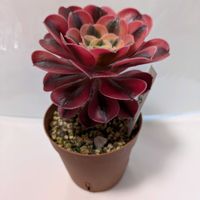 ピンクウイッチ,多肉植物,葉挿し,リメ缶,多肉寄せ植えの画像