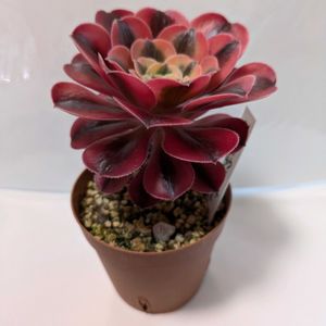 ピンクウイッチ,多肉植物,葉挿し,リメ缶,多肉寄せ植えの画像