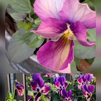 ハボタン,パンジー,ビオラ,ビオラ,ビオラの画像