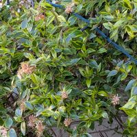 花かんざし,紅梅,白梅,アベリア,マサキの画像