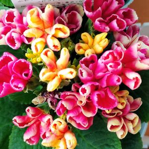 プリムラジュリアン　星咲ふくりんりん,花のある暮らし,植物のある暮らし,植中毒,植物を楽しむの画像