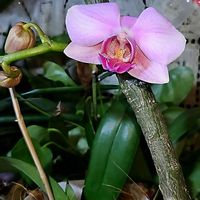 ハナキリン,ポインセチア,ヘリクリサム,コチョウラン 胡蝶蘭,花のある暮らしの画像