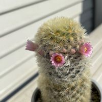 サボテンマミラリア,サボテンマミラリア,棘作品,サボテン胴切り,過去picの画像