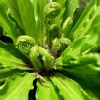 オオタニワタリ,アスプレニウム,観葉植物,シダ植物,キキ　アスプレニウムの画像