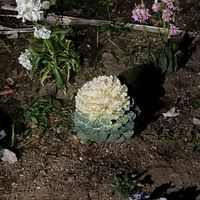 ハボタンの画像