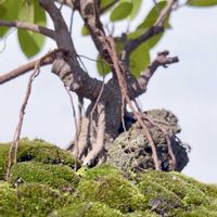 ガジュマル,ガジュマル 盆栽,沖縄,苔 (コケ),沖縄北部の画像