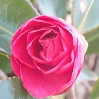 寒椿,花壇,近くの公園の画像