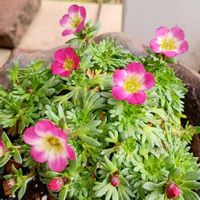 シャクナゲ,ノースポール,ラナンキュラス,雲間草の画像