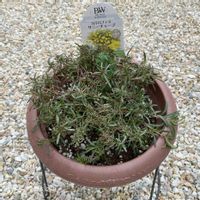 カリロファス サニーチャープ,カリロファス サニーチャープ,ガーデニング初心者,PW,Proven Winnersの画像