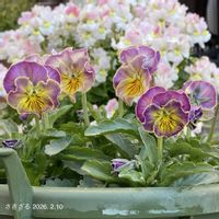 ビオラ,ビオラ,ビオラリオラ,ビオラリオラ,ガーデニング初心者の画像