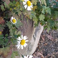 キク,キク,コチョウラン,ヤブラン,散歩道の画像