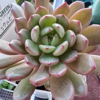 ピンクルビー,春が待ち通しい,皆さん、ご自愛下さいの画像