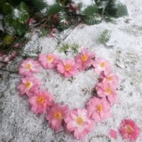 ツバキ,つばき,山野草,可愛い〜♡,癒しの画像