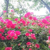 バラ,キングローズ,赤い花,お花,今日の花の画像