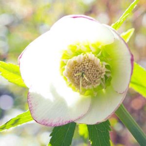 クリスマスローズ,かわいいな♡,植物のある暮らし,植中毒,おうち園芸の画像