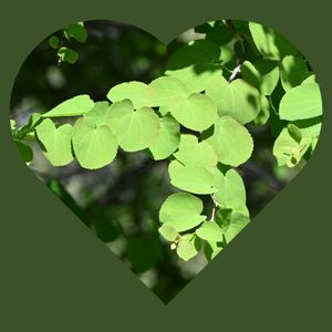 カツラ,花散歩,ハートの葉っぱ♡,冬の楽しみ,春を待つの画像