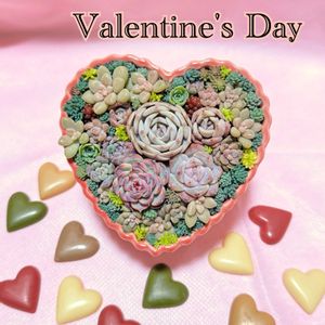 多肉植物,多肉の寄せ植え,多肉大好き,多肉棚,多肉植物のある暮らしの画像