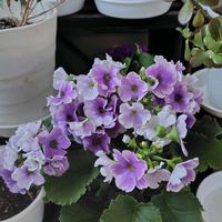 バラ咲きジュリアン・プリンアラモード,プリムラジュリアン,プリムラオブコニカ,プリムラアコーリス群青の空,花のある暮らしの画像