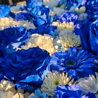 ガーベラ,キク,バラ,今日のお花,青い花マニアの画像