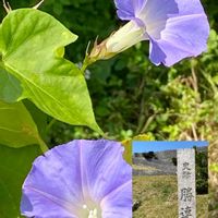 ハイビスカス,ハイビスカス,リュウキュウアサガオ,ノアサガオ,勝連城跡の城壁の画像