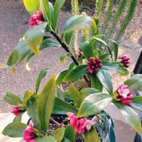 ジンチョウゲ,沈丁花の画像