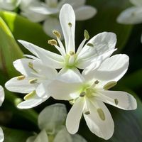 アリウム,アリウム コワニー,アリウム コワニー,切り花,白い花の画像