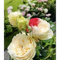 バラ,アナベル,和バラ　白玉,紫陽花 アジサイ あじさい,花のある暮らしの画像