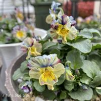 ビオラ,ビオラ,ビオラペルル,ビオラペルル,ガーデニング初心者の画像