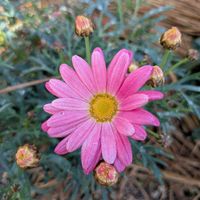 マーガレットの画像