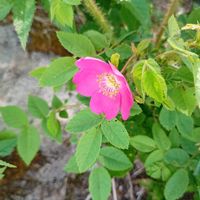 オオタカネバラ,サンショウバラ,ノイバラ,ノイバラ,ロサセリケアプテラカンタの画像