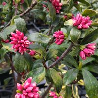 ジンチョウゲ,世界平和,被災地にエールを…。,買い物先,こんな時こそ花をの画像