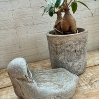 ガジュマル,ハッピーバレンタイン,石の日,ほしつながり,たいせつななかま♡の画像