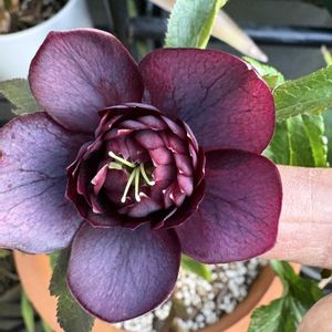 クリスマスロ－ズ,クリスマスローズ　ダブル,薔薇 マザーズデー,薔薇 マザーズデー,✨今日のお花✨の画像