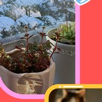 ハオルチア,紅稚児の画像