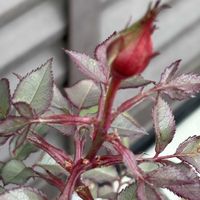 キンギョソウ,ノースポール,ノースポール,ノボタン,ノボタンの画像