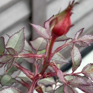 キンギョソウ,ノースポール,ノースポール,ノボタン,ノボタンの画像