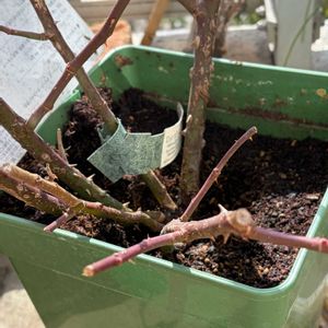 植え替え,植物のある暮らし,今日のお花,2月,ばら バラ 薔薇の画像