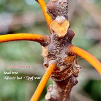 シクラメン,センダン,ホヤ・カーリー,苔(コケ),キノコの画像