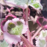 ユキノシタ,斑入りユキノシタ,ユキノシタ七変化,ガーデニング,山野草の画像