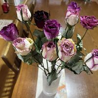 バラ,ドライフラワー,花のある暮らし,我が家のお花,今日のお花の画像
