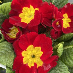 花が好き,無農薬❤家庭菜園,野菜が好きの画像