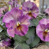 寄植え,ハンギング,小さな庭,玄関アプローチ,庭の画像