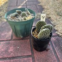 サボテン,ビオラ,金鳥帽子,ビオラ・テラコッタ,多肉植物の画像