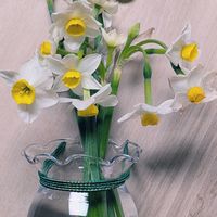 スイセン,房咲き水仙,祈る震災復興,花のある暮らし,緑のある暮らしの画像