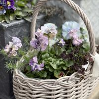 フェデネージュ・トイプー,玄関前,パンジー フェデネージュ トイプーの画像